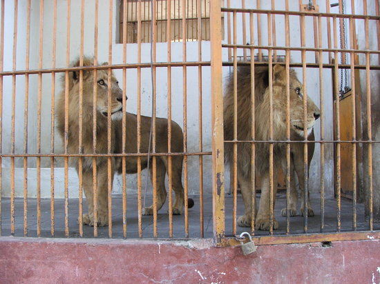 Giza Zoo